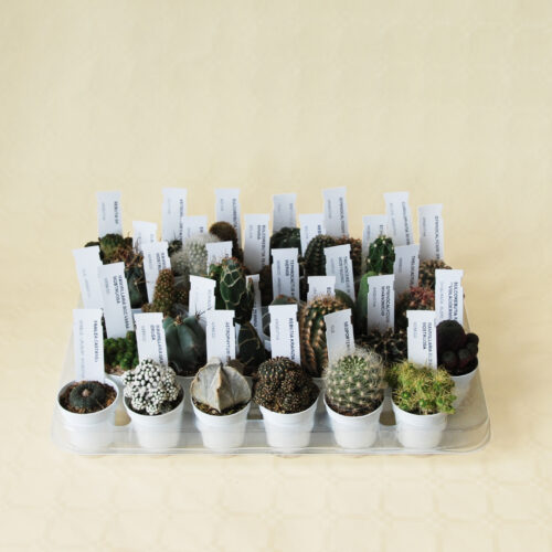 Collection 30 cactus Ø 5,5 cm