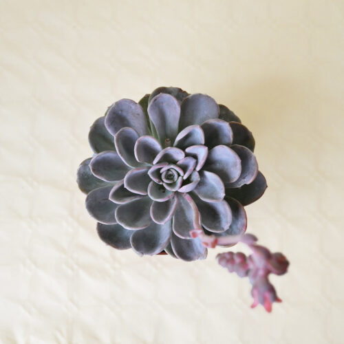 Echeveria Orpet Ø 18 cm