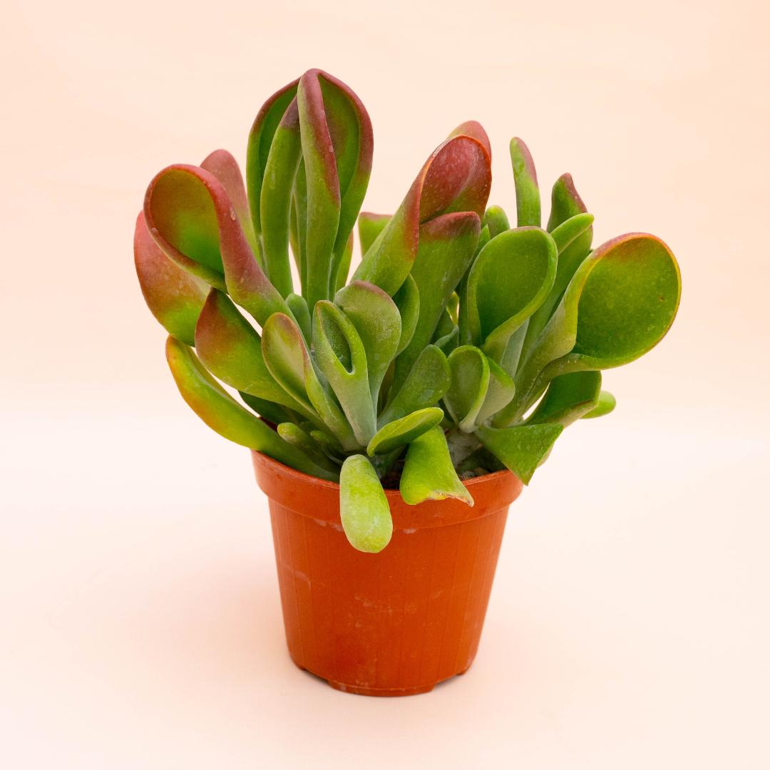 Piante grasse succulente in vaso Ø 18 cm