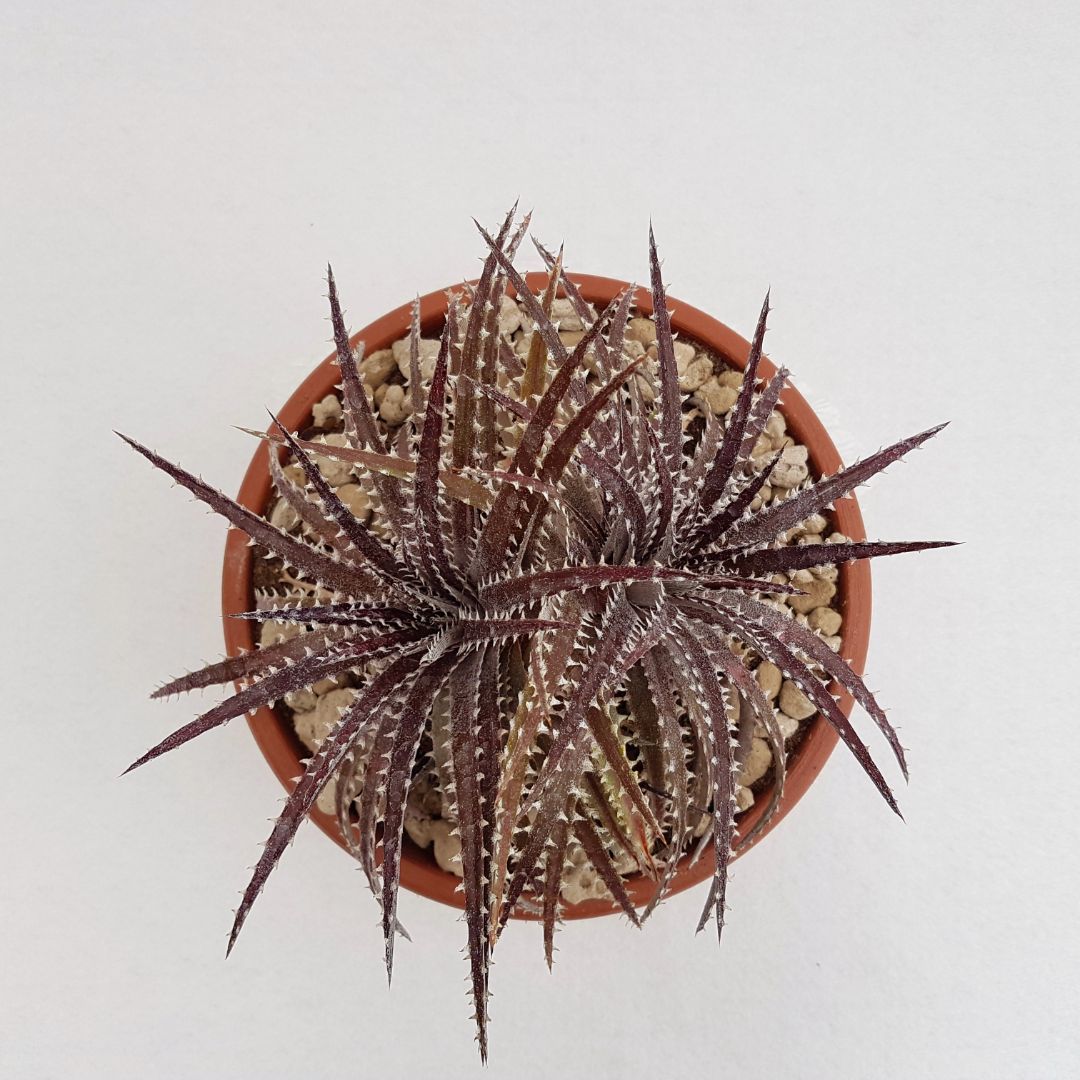 Dyckia hybrid Brittle Star Ø 25 cm | Boutique Cactusmania