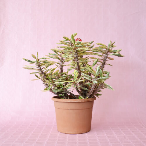 Euphorbia milii variegata Ø 25