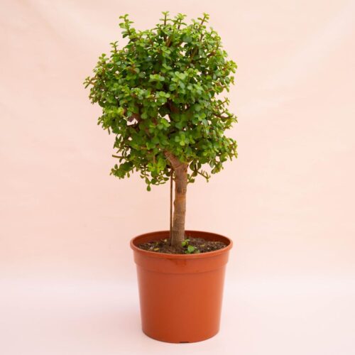 portulacaria-afra-lemon-o-25-cm-928-