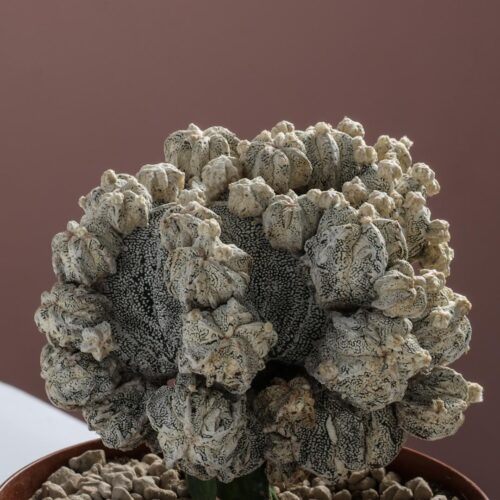 Astrophytum myriostigma fukuryu akoun Ø 14 cm