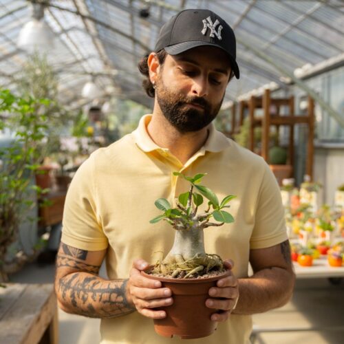 Adenium arabicum Ø 16 cm 758F