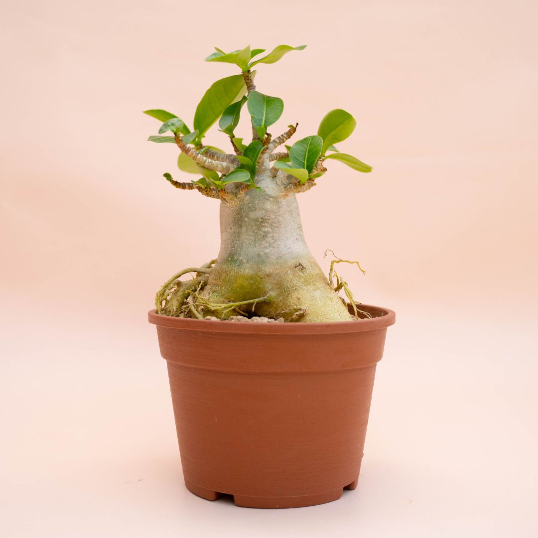 Desert Rose 'Adenium arabicum' - Buy Online at Planet Desert