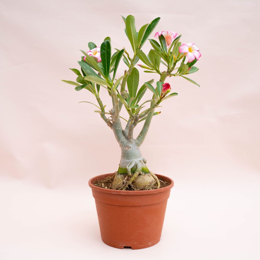 Adenium obesum, Landscape Plants