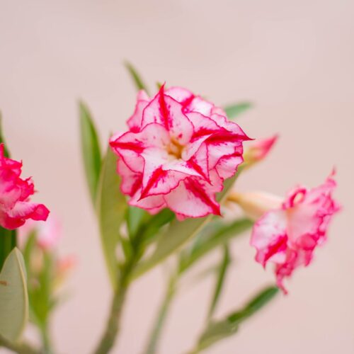 Adenium obesum Ø 18 cm 754F