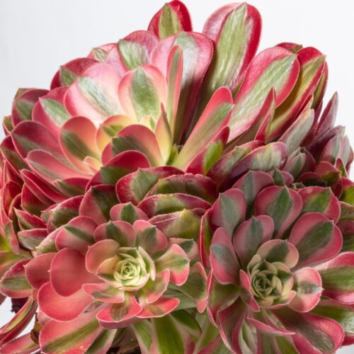 Aeonium Pink Witch Ø 17 cm