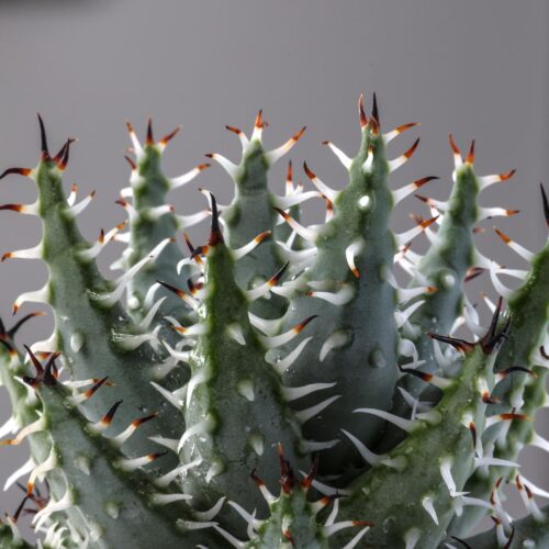 Aloe erinacea