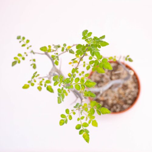 Bursera excelsa Ø 18 cm