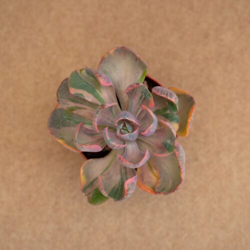 Echeveria Cleopatra variegated Ø 10,5 cm