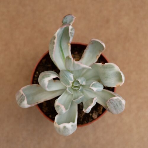 Echeveria Green Emerald variegated Ø 10,5 cm