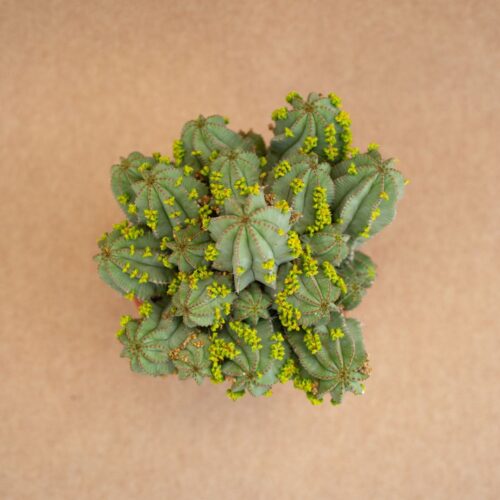 Euphorbia fruticosa inermis Ø 17 cm