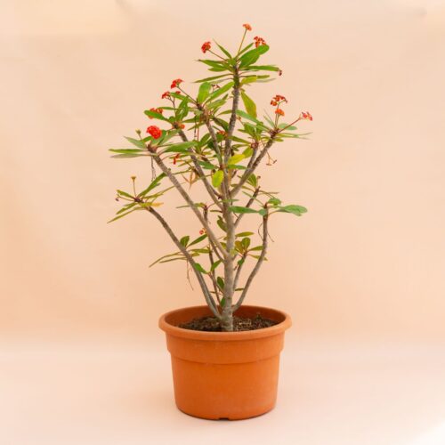 Euphorbia milii hybrid Ø 25 cm