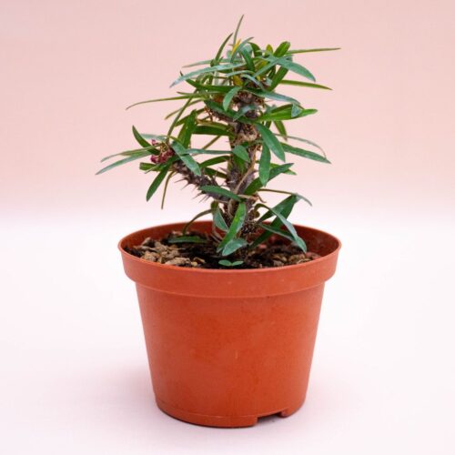 Euphorbia milii v. longifolia Ø 10,5 cm