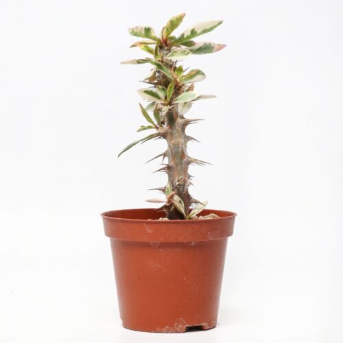 Euphorbia milii variegata Ø 7,5 cm