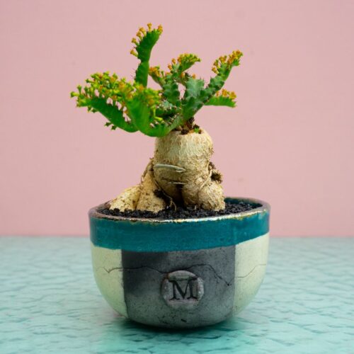 Euphorbia stellata 293 Raku