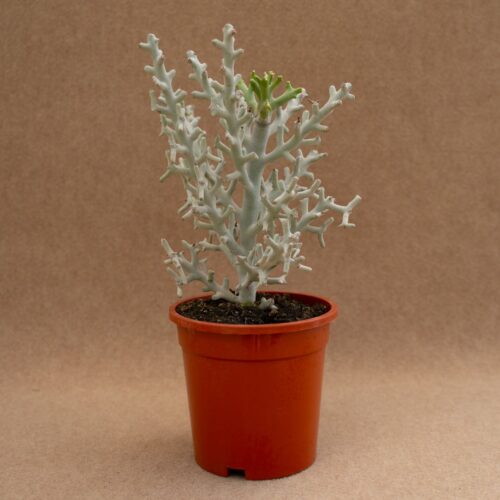 Euphorbia stenoclada Ø 17 cm