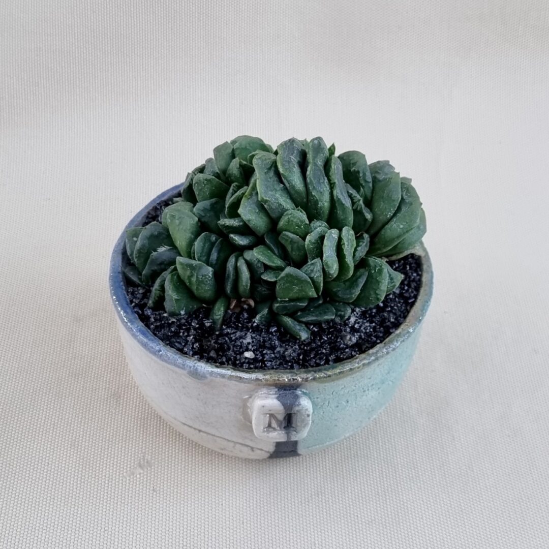 Haworthia truncata x maughanii