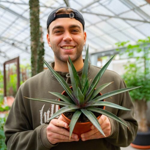 Asparagaceae for Sale Online - CactusMania