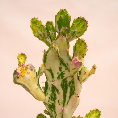 Opuntia monacantha mostruosa variegata Ø 17 cm