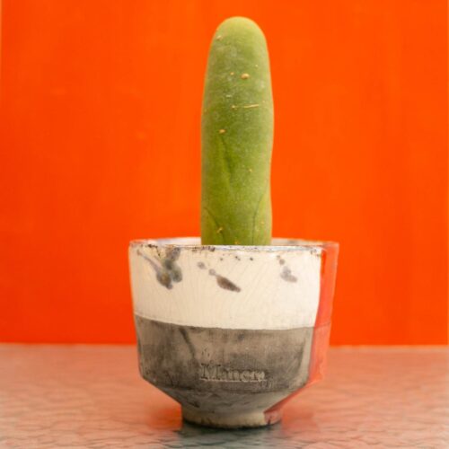 Trichocereus bridgesii