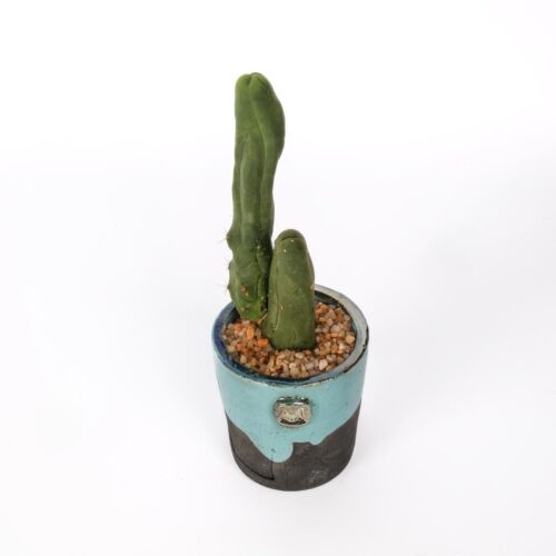 Trichocereus bridgesii mostruoso