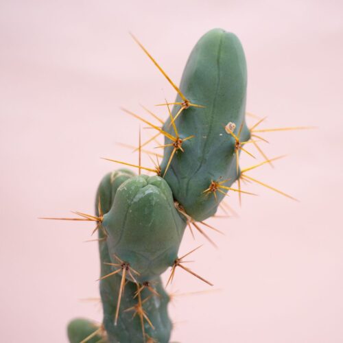 Trichocereus bridgesii mostruoso Ø 12 cm 911F