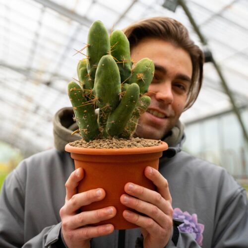 Trichocereus bridgesii mostruoso Ø 18 cm