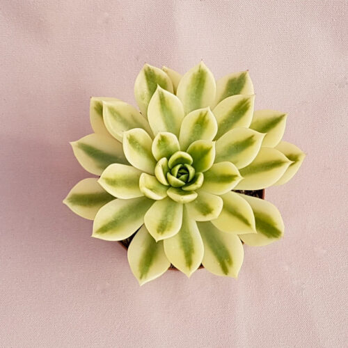 Echeveria agavoides Mira variegata Ø 10,5