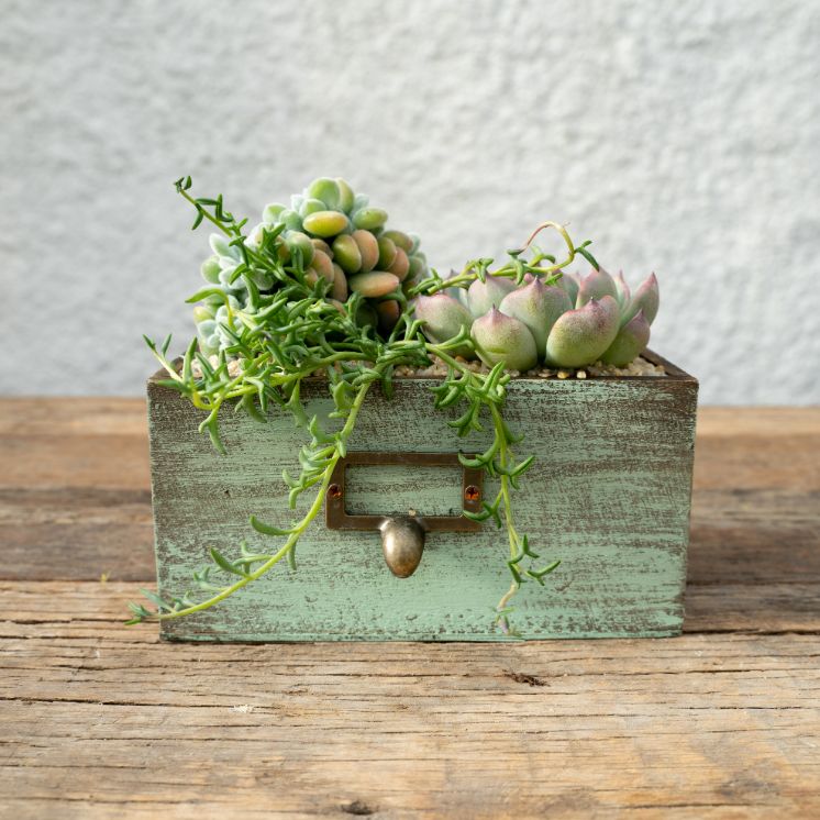 Chic Succulents 'Compose your Mania' - CactuSchool