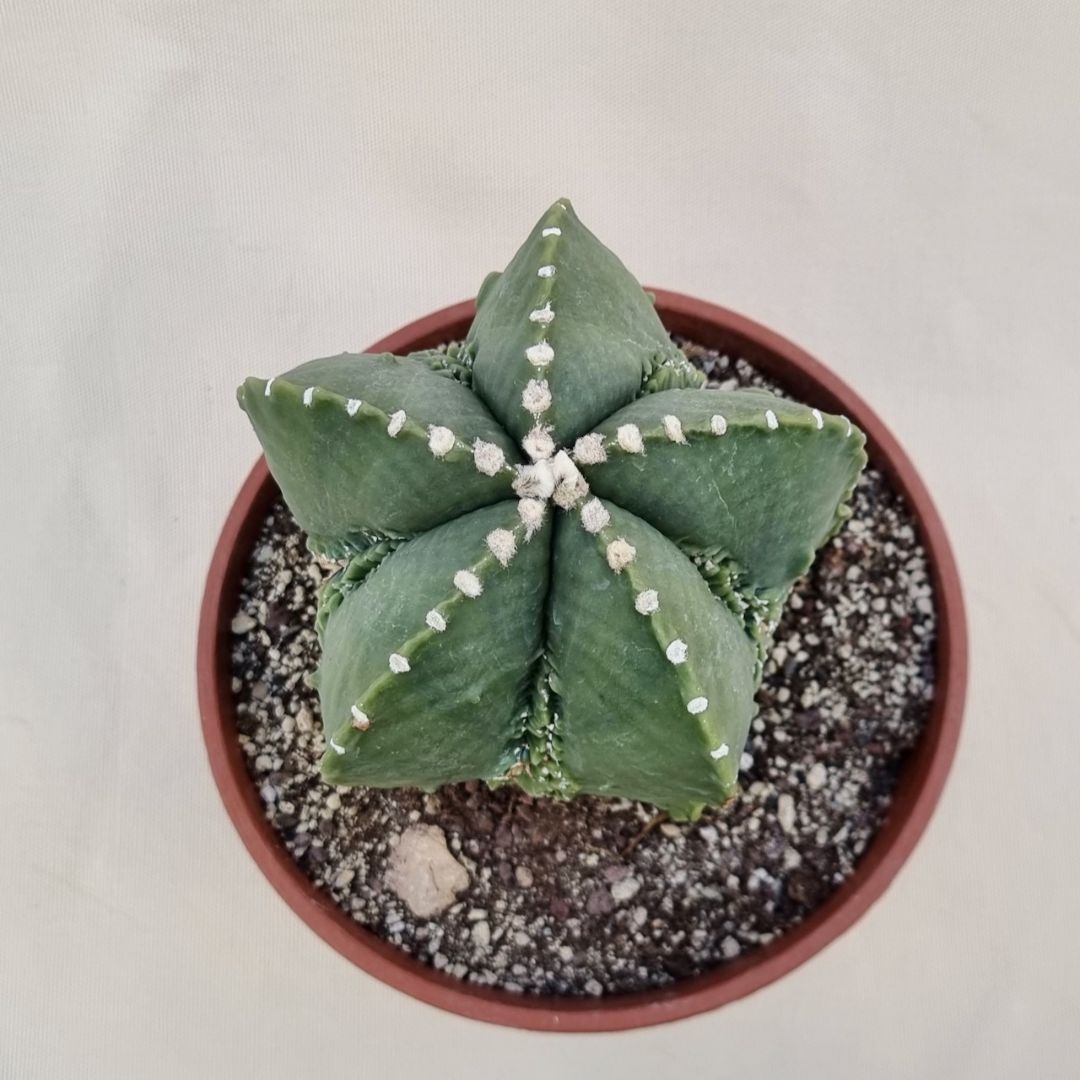 Astrophytum hekiran fukuryu 145Z