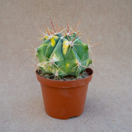 Ferocactus sp variegated Ø 10,5 cm