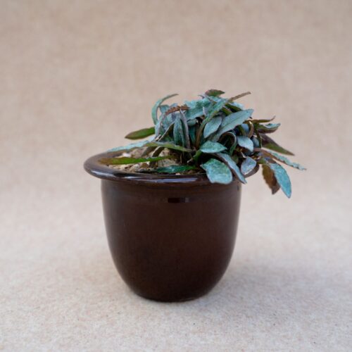 Euphorbia francoisii Ø 12 cm