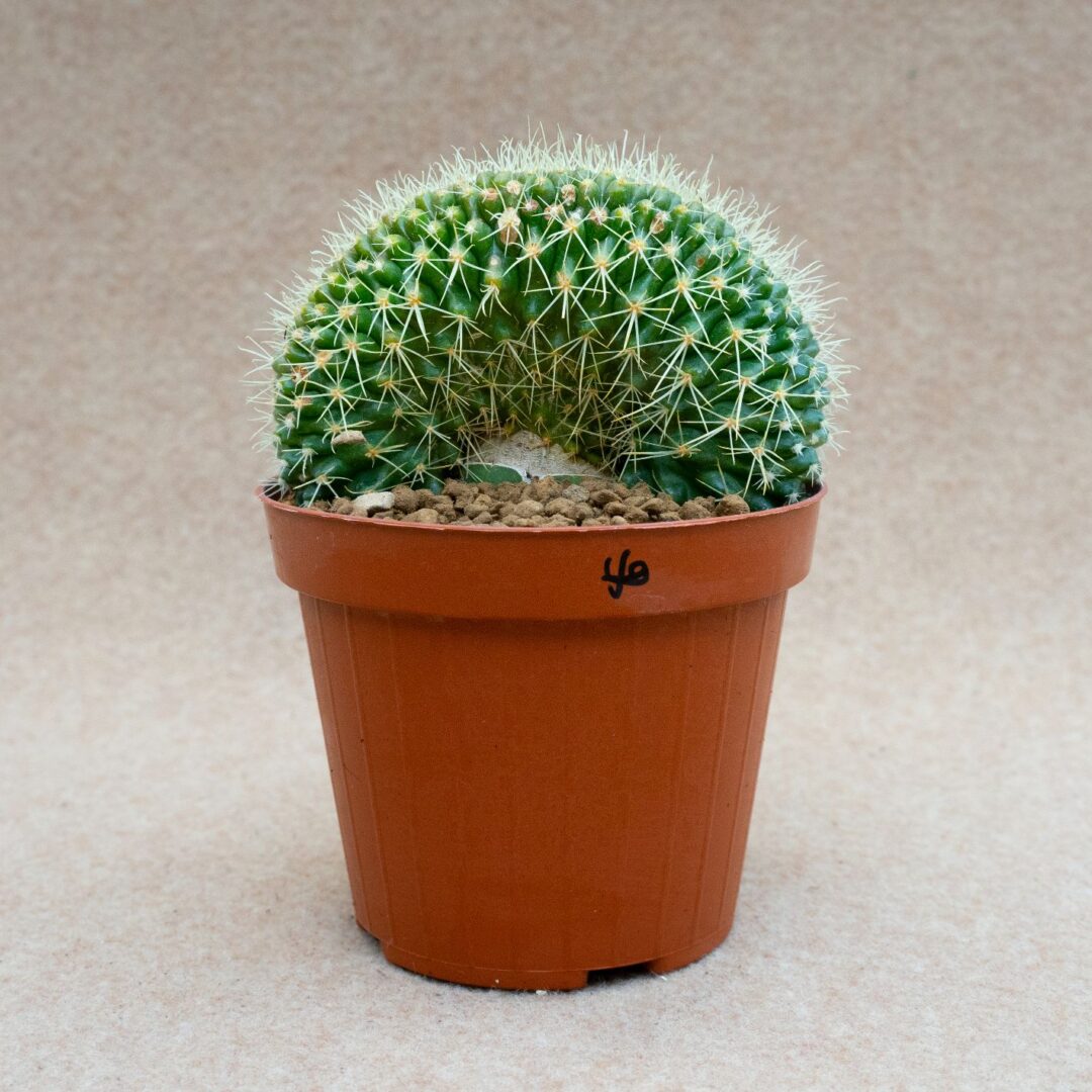 Echinocactus grusonii setispinus forma cristata Ø 12 cm