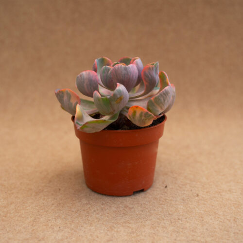 Echeveria Cleopatra variegated Ø 10,5 cm