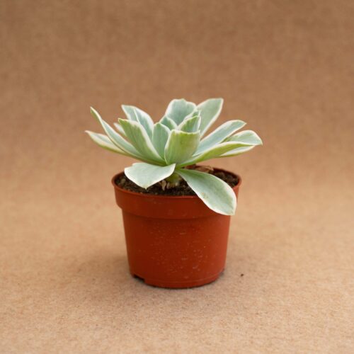 Echeveria Lemon Lime variegated Ø 10,5 cm