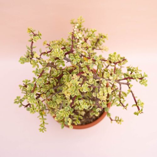 Portulacaria afra variegata Ø 25 cm