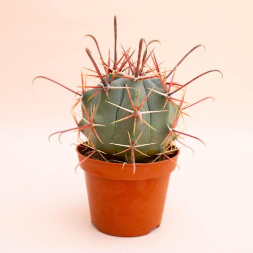 Ferocactus hybrid Ø 10,5 cm