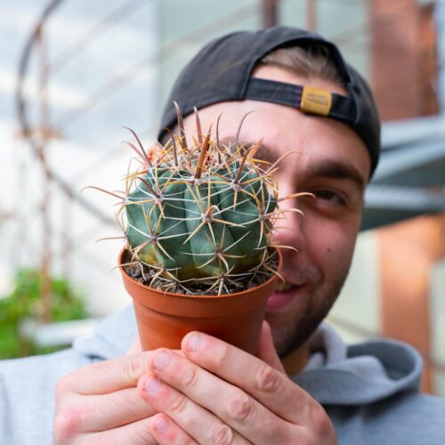 Ferocactus hybrid Ø 10,5 cm