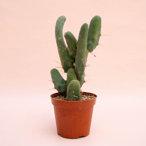 Trichocereus bridgesii Ø 12 cm