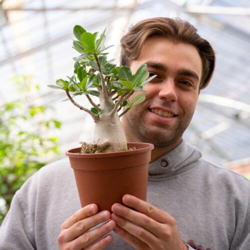 Adenium arabicum Ø 16 cm