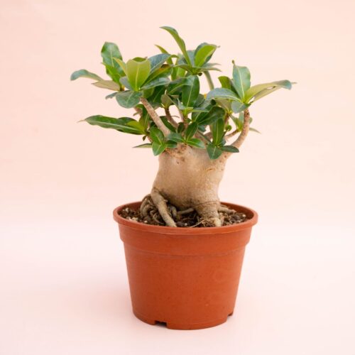 Adenium arabicum Ø 16 cm