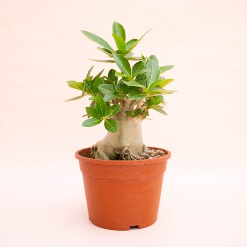 Adenium arabicum Ø 16 cm