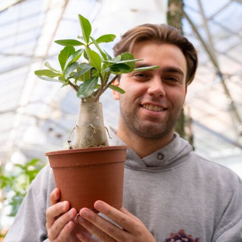 Adenium arabicum Ø 16 cm