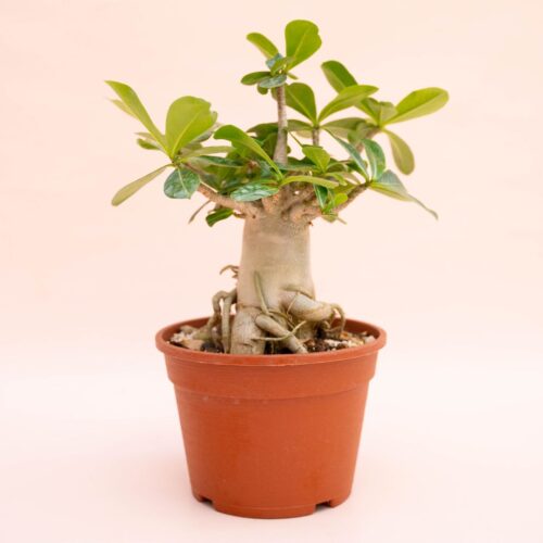 Adenium arabicum Ø 16 cm