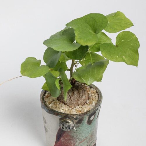 Dioscorea elephantipes ManeRaku 359